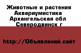 Животные и растения Аквариумистика. Архангельская обл.,Северодвинск г.